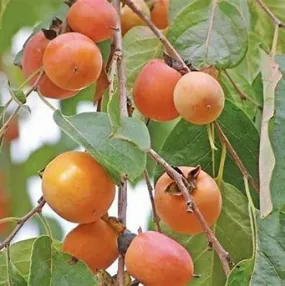 American Persimmon 7g