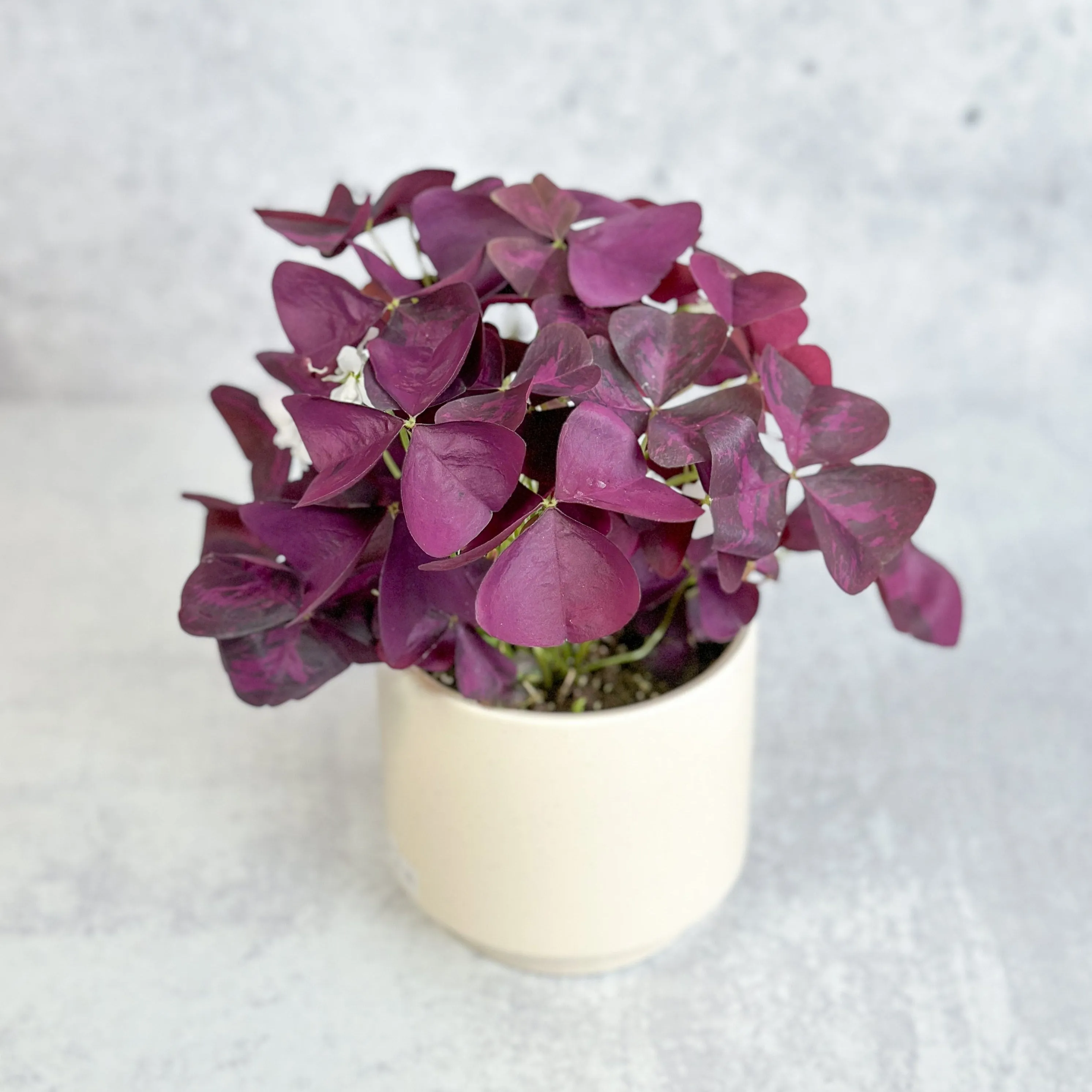 Purple Shamrock (Oxalis triangularis) - Various Sizes