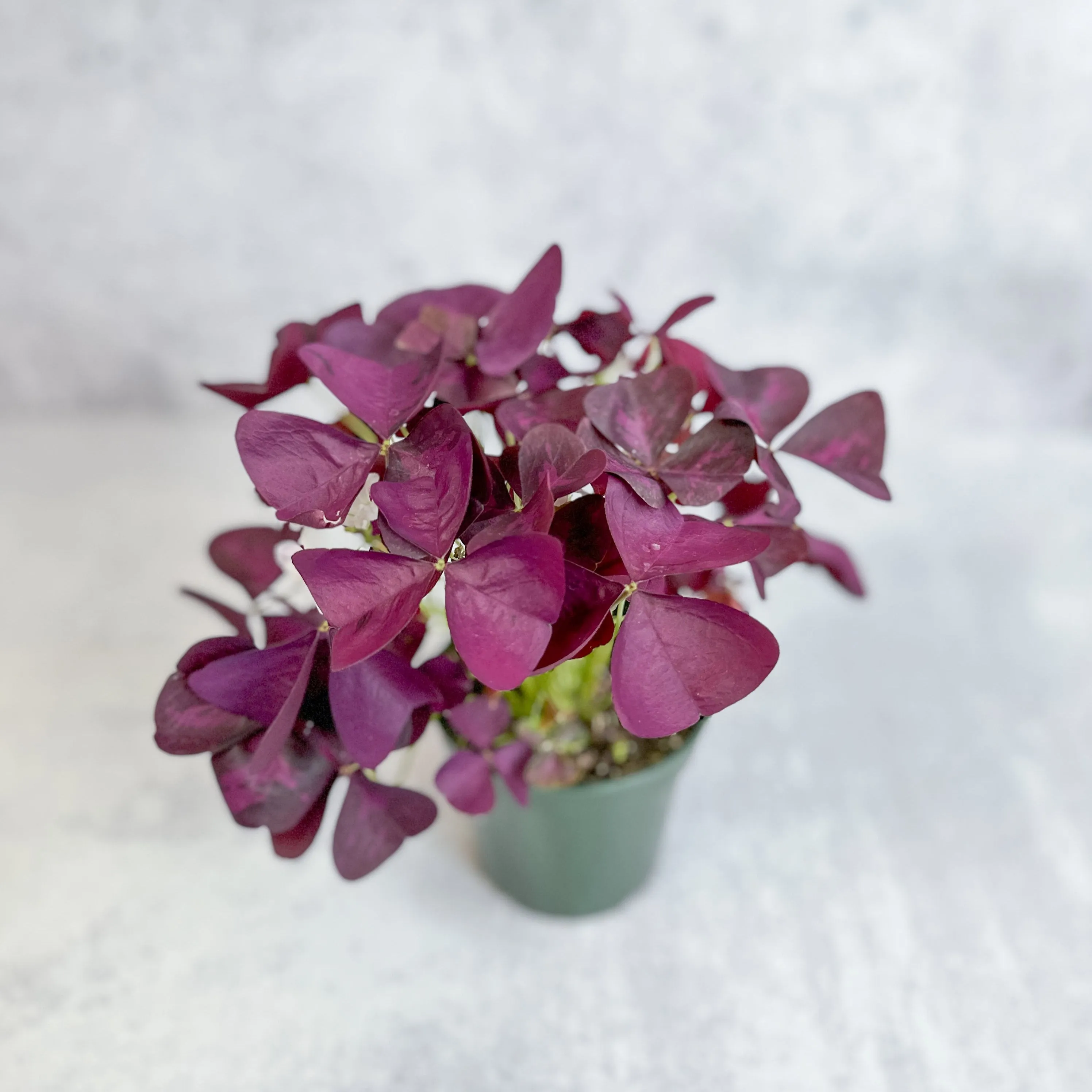 Purple Shamrock (Oxalis triangularis) - Various Sizes