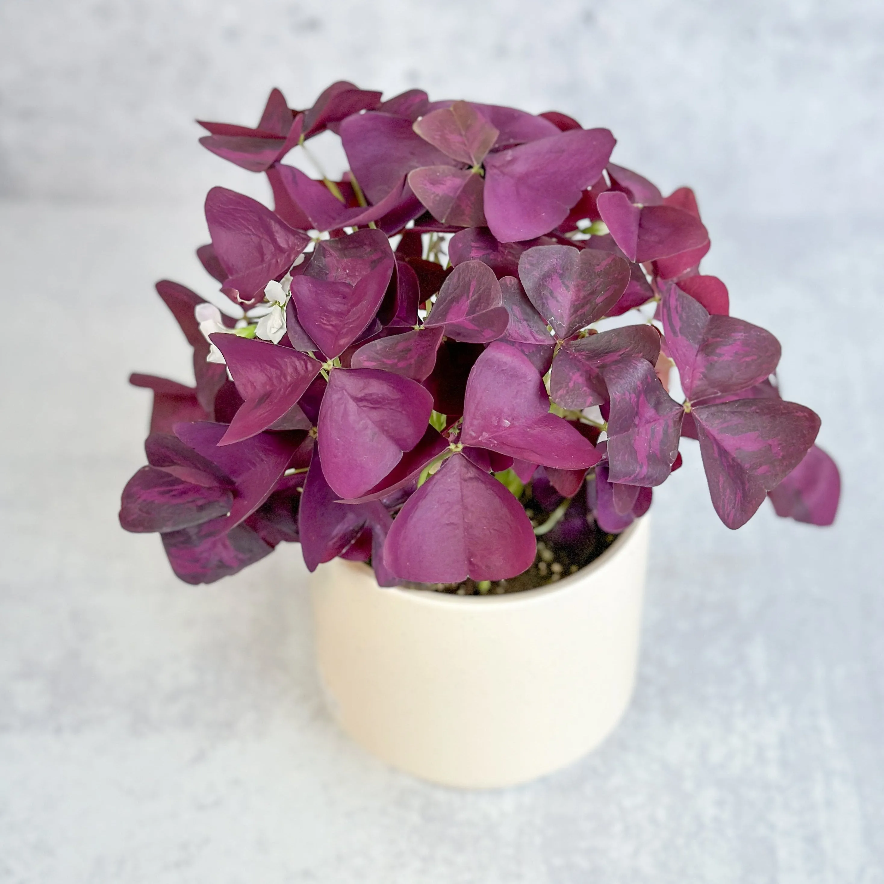 Purple Shamrock (Oxalis triangularis) - Various Sizes