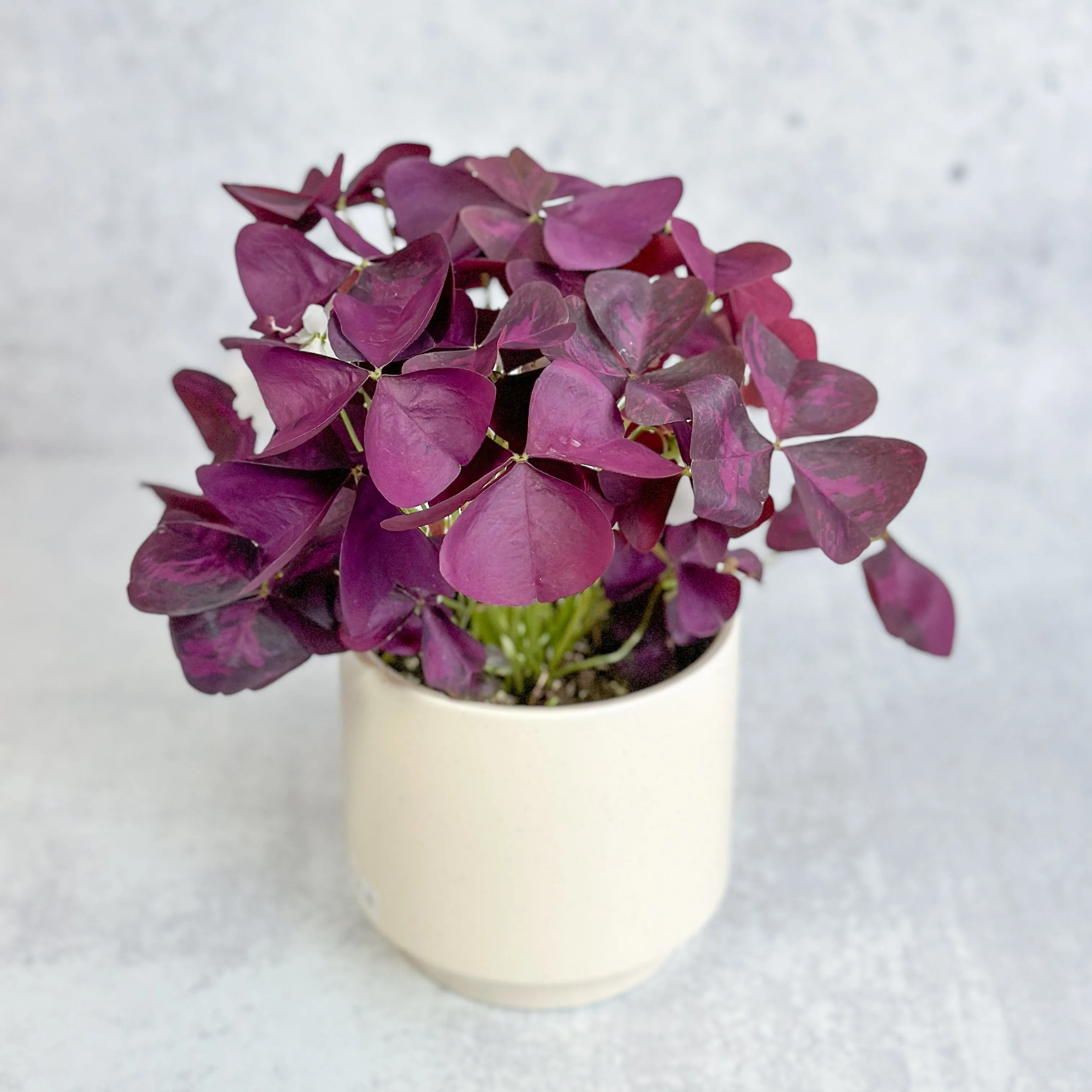 Purple Shamrock (Oxalis triangularis) - Various Sizes