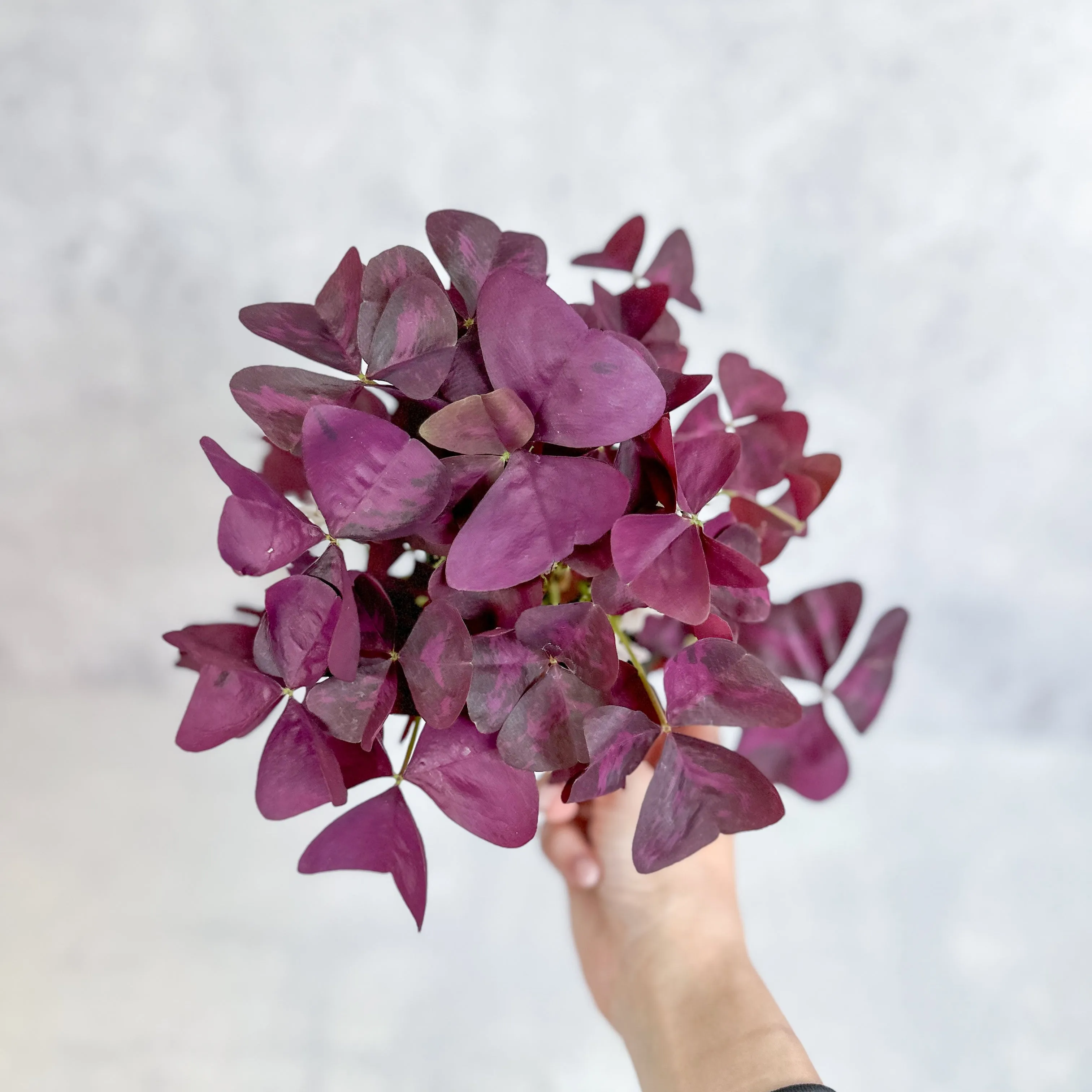 Purple Shamrock (Oxalis triangularis) - Various Sizes